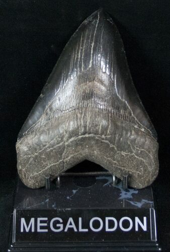 Megalodon Tooth - Medway Sound, Georgia #12825